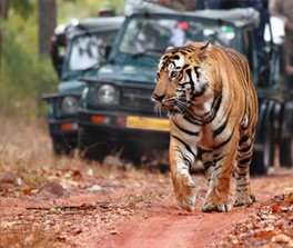 Golden Triangle Tour with Tiger Safari Tour