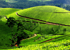 4 nights 5 days kerala tour