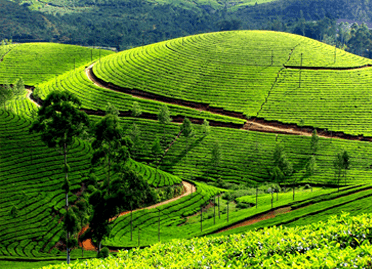 4 nights 5 days kerala tour