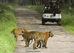 6 nights 7 days golden triangle with tiger safari tour