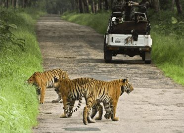 6 nights 7 days golden triangle with tiger safari tour