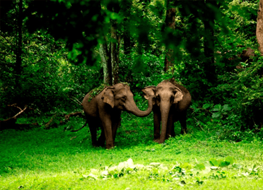 6 nights 7 days kerala hills with wildlife backwater tour