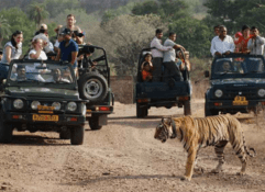 7 nights 8 days delhi agra jaipur with tigers tour