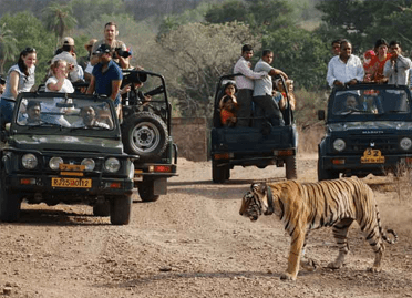 7 nights 8 days delhi agra jaipur with tigers tour