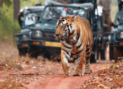 7 nights 8 days golden triangle with tiger safari tour