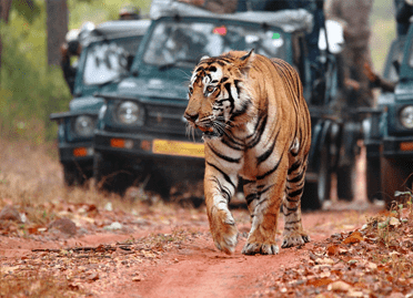 7 Nights / 8 Days Golden Triangle with Tiger Safari Tour