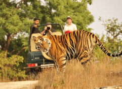 7 nights 8 days rajasthan tour with tigers