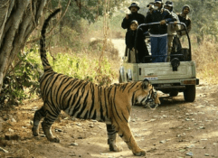 8 nights 9 days golden triangle tour with bird watching tigers safari tour