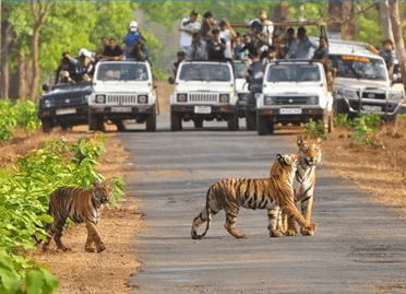 9 nights 10 days golden triangle with tiger safari udaipur tour