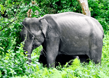 10 Nights / 11 Days North East India Wildlife Tour