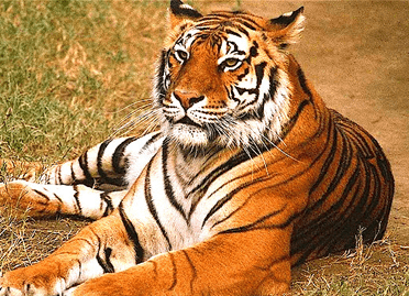 13 Nights / 14 Days India Wildlife Heritage Tour