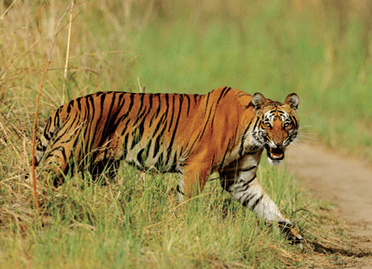 3 Nights / 4 Days Short Escape to Corbett National Park