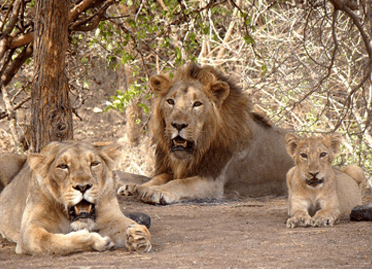 3 Nights / 4 Days Short Escape to Gir National Park