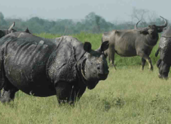 3 Nights / 4 Days Short Escape to Kaziranga National Park