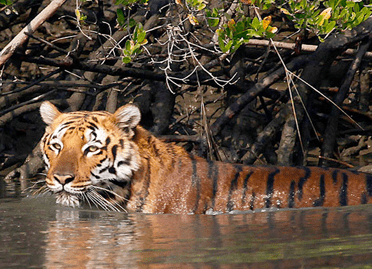 3 Nights / 4 Days Short Escape to Sundarban National Park