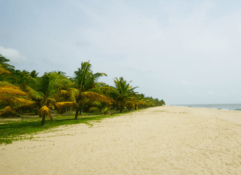 3 Nights / 4 Days at Marari (Mararikulam) Beach