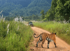 4 nights 5 days kanha bandhavgarh tour