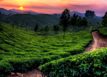 5 Nights / 6 Days Best of Kerala Tour