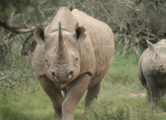5 Nights / 6 Days One Horned Rhinoceros tour in India with Elephant Safari