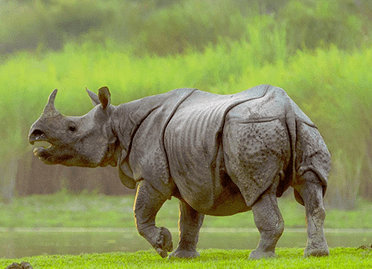 5 Nights / 6 Days Shillong - Kaziranga - Guwahati Tour