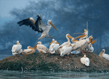 6 Nights / 7 Days Golden Triangle with Bird Paradise Tour