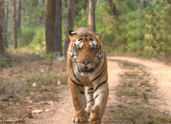 6 Nights / 7 Days Short trip to India Tiger Trail