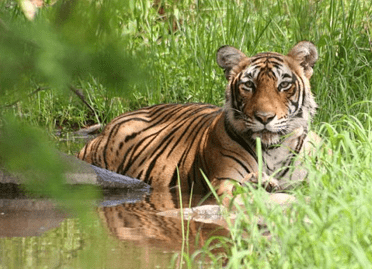 7 Nights / 8 Days Delhi- Agra-Jaipur with Tigers Tour