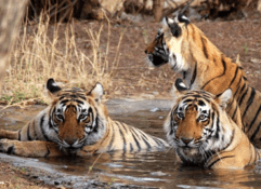 7 Nights / 8 Days Rajasthan Tour with Tigers