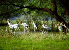 8 Nights / 9 Days Golden Triangle with Tiger and Birds Tour