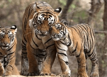 8 Nights / 9 Days North India wildlife with Agra –Jaipur Tour