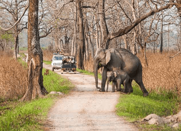 9 Nights / 10 Days North East India Wildlife Tour