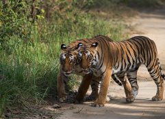 Corbett Tiger Tour, Haridwar Tour Packages, Rishikesh Tour Packages,