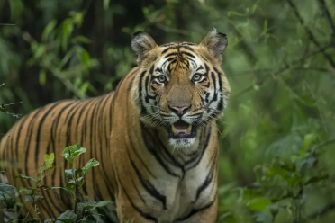 Ranthambore, Ranthambore Tiger Safari, Golden Triangle India, Golden Triangle tour